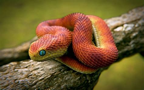 Top 11 Most Beautiful Snakes In The World Nature Worldwide