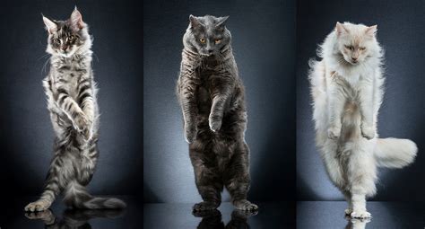 Photos Cutest Catwalk Model Cats Show Off To The Camera