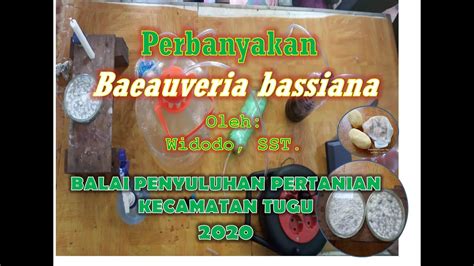 Agens hayati adalah setiap organisme yang meliputi spesies, sub spesies, atau varietas pengertian agens hayati menurut fao (1988) yang dikutip oleh khairdin (2012) adalah mikroorganisme, baik. Agen Hayati Adalah : Jual Pestona Nasa Pestisida Agen Hayati Obat Hama Tanaman Inkuiri Com ...