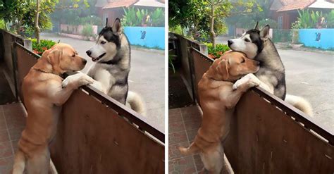 este perro se escapó solo para abrazar a su mejor amigo