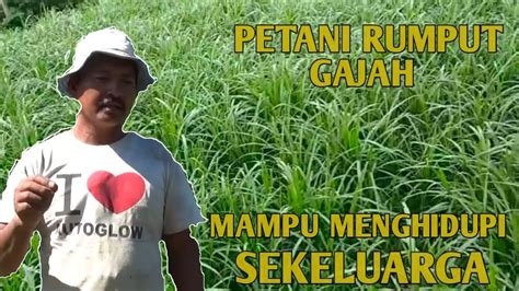 4.2.1 jenis dan dosis pupuk kandang terhadap tinggi rumput gajah odot (pennisetum purpureum. PETANI RUMPUT GAJAH SUKSES!!!!! - YouTube