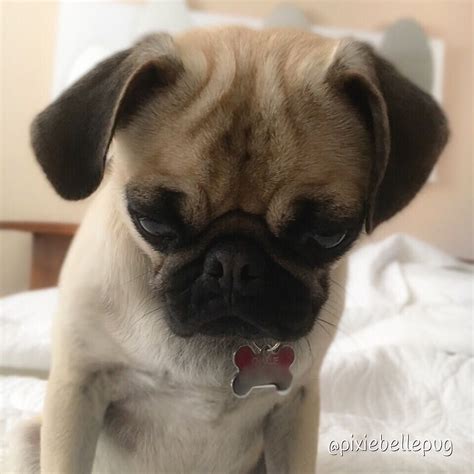 Pin On Pixiebelle Pug Instagram