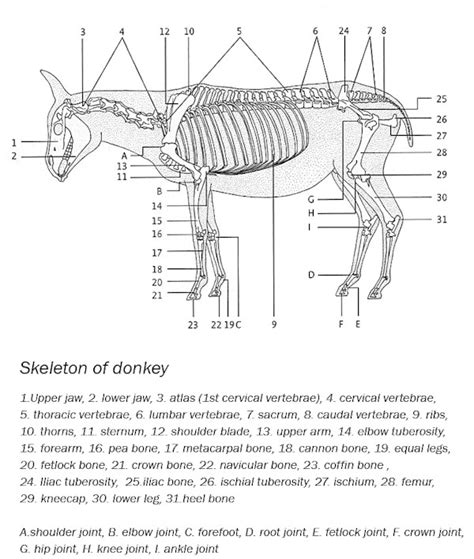 Basic Morphometric Parameters Of The Biostatic Donkey Body Model