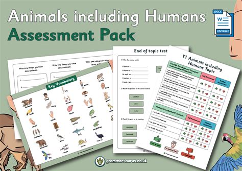 Year 1 Science Animals Including Humans Assessment Pack Grammarsaurus