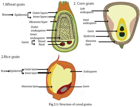 Structure Of Cereal Grains