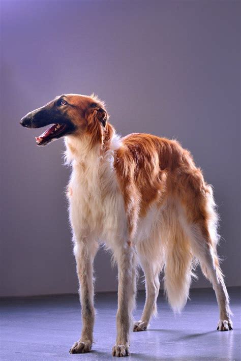 A Portrait Of Borzoi Borzoi Russian Dogs Whippet Borzoi Dog Most