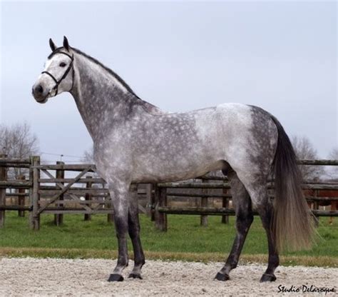Beautiful Grey Dapple Grey Horses Warmblood Horses Horse Breeds