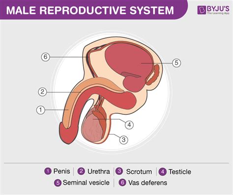 Importance Of Reproductive System In Human Life The Importance Of