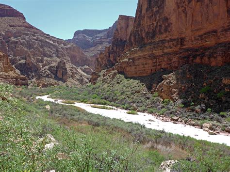 Bushy River Sides The Little Colorado River Arizona