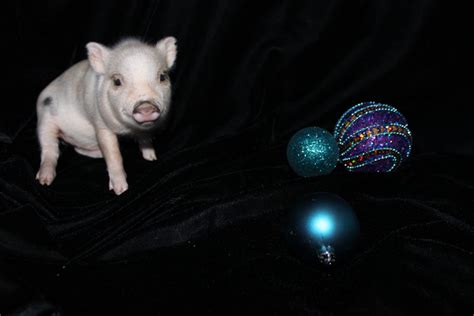Img3783 Charming Mini Pigs