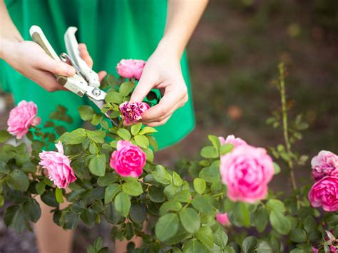Pruning Roses Made Easy