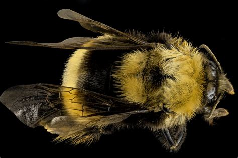 Here's everything you need to know to navigate hinge vs. Western Bumblebee (Bumble bees of Bandelier National ...