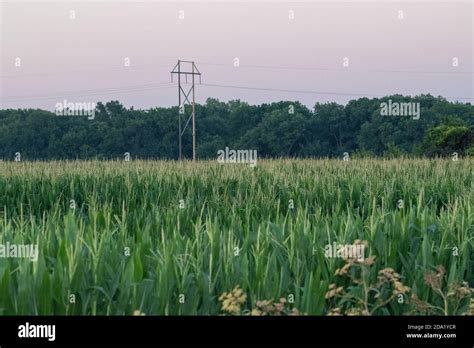 Nebraska Corn Field Hi Res Stock Photography And Images Alamy