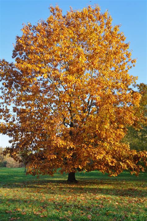 Beech Tree For Sale Trees Direct