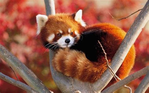 El Panda Rojo El Gran Desconocido Ciencia Y Biología