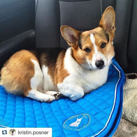 These pembroke welsh corgi puppies are friendly & energetic. Corgi Puppy For Sale Lexington Ky | Top Dog Information