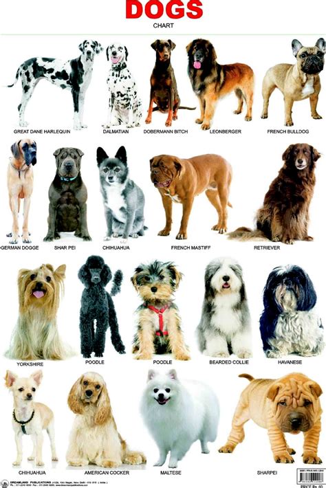 Whether you're a dog person or not, you will love these adorable free dog pictures! Dog Breeds Thinglink by Gabby