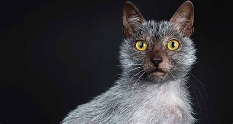 7 Unique Looking Cat Breeds