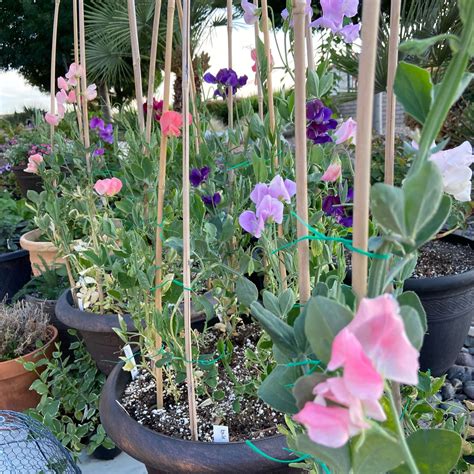 How To Grow Amazing Sweet Peas In Containers