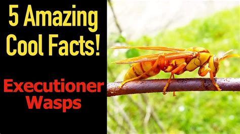 5 Fascinating Facts About Executioner Wasps Youtube