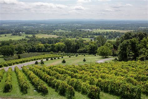 Vineyard Views At Bluemont Vineyard In Northern Virginia Photograph By