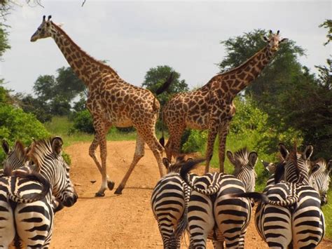 Nairobi National Park Elephant Orphanage And Giraffe Center Trip