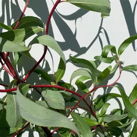 Five Types Of Curly Willow Dingdong S Garden