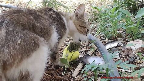What Type Of Birds Do Cats Eat