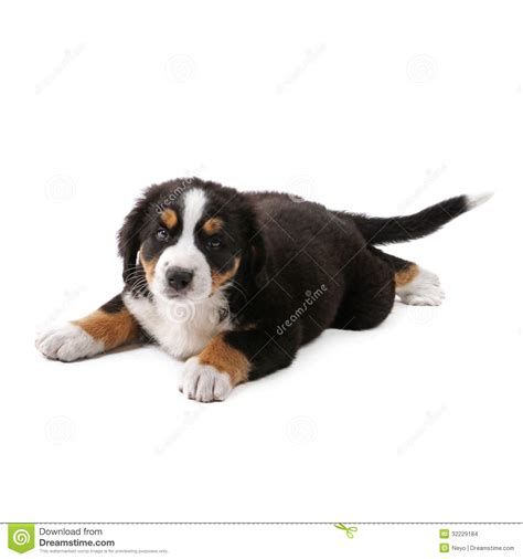 Puppy Stock Images Image 32229184