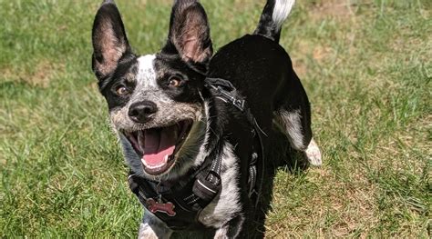 Also known as the golden border retriever, the golden retriever border collie mix is a responsible and a loyal breed. Border Collie Pitbull Mix: Borderbull Breed Information