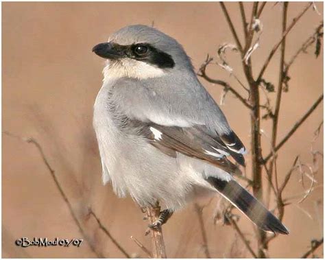 The small bird preys on mice, lizards, and other birds, and it impales its catch on the nearest spike before tearing into it. Pie grièche migratrice
