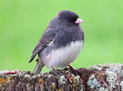 13 Small Gray Birds With White Bellies Inc Awesome Photos Birds Advice