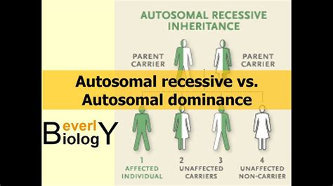 Alleles can be either dominant or recessive. Autosomal Recessive vs. Autosomal Dominance - YouTube