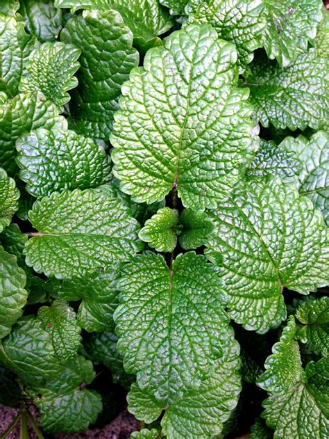 Remove blooms as soon as they appear. How to grow Mint in pots | Growing Mint herb plant ...