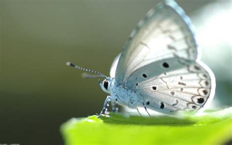 Maybe you would like to learn more about one of these? White Butterfly HD Wallpaper | Background Image ...