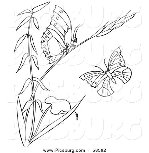 Clip Art Of A Coloring Page Of A Plant With Butterflies By Picsburg