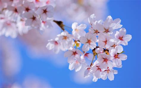 Nature Sunny Spring Flower Tree Blossom Wallpaper