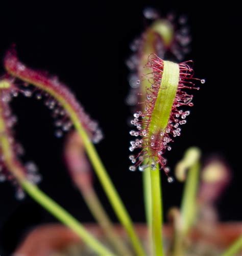 They say that boiling a slice of cactus and then adding it to unclean water would provide the cheapest and simplest means of cleaning water in places where other technologies are. Drosera capensis "Red" - Cactus Jungle