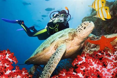 Three Unique Coral Reefs For Three Different Snorkelling Adventures