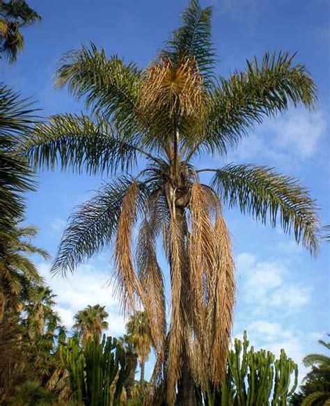 How To Grow And Care For The Queen Palm Syagrus Romanzoffiana