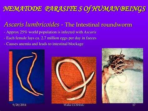 Ppt The World Of Nematodes Powerpoint Presentation Free Download Id 4895993