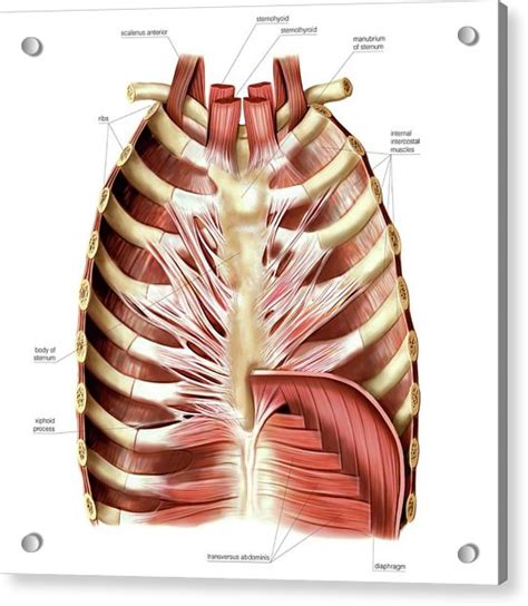 Muscles Of Anterior Thoracic Wall Photograph By Asklepios Medical Atlas