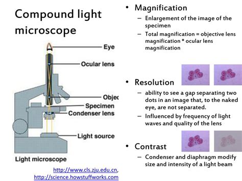 Ppt Microscopy Powerpoint Presentation Free Download Id3330115