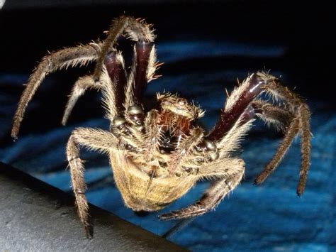 Garden Orb Weaver Spider Eriophora Transmarina Free Photo Download