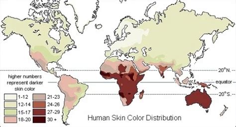 Did Skin Color Evolve As An Adaptation To Sunlight Intensity In 2020