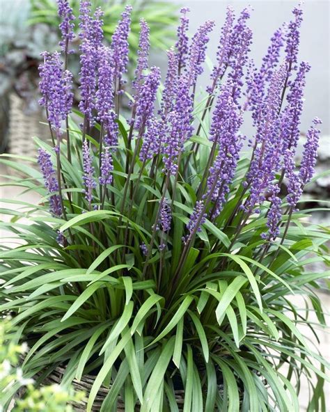 Liriope Muscari Big Blue Lily Turf Pack Of Three Plants Special