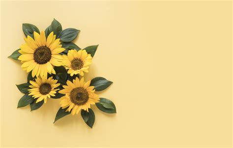 Download Sunflowers Wallpaper, HD Backgrounds Download - itl.cat