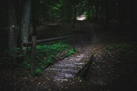 Images Gratuites Arbre La Nature Forêt Chemin Herbe Nuit