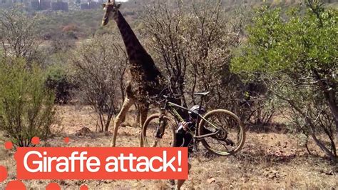 Giraffe Attacks Cyclist In South Africa Youtube