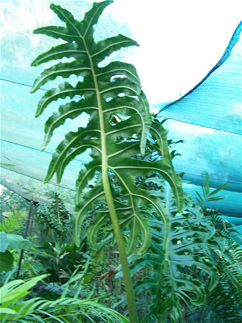 Alocasia lauterbachiana xl bitkisi çi̇çeği şi̇mdi en uygun fiyata i̇thal %50 i̇ndirimli salonbitkileri.com'da. Equatorial Exotics for Rare and Beautiful Tropical Plants ...